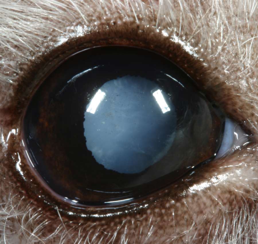 what does cataracts look like in dogs