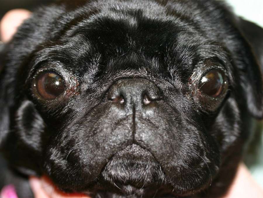 Focus Referrals | The problem with Pugs' eyes