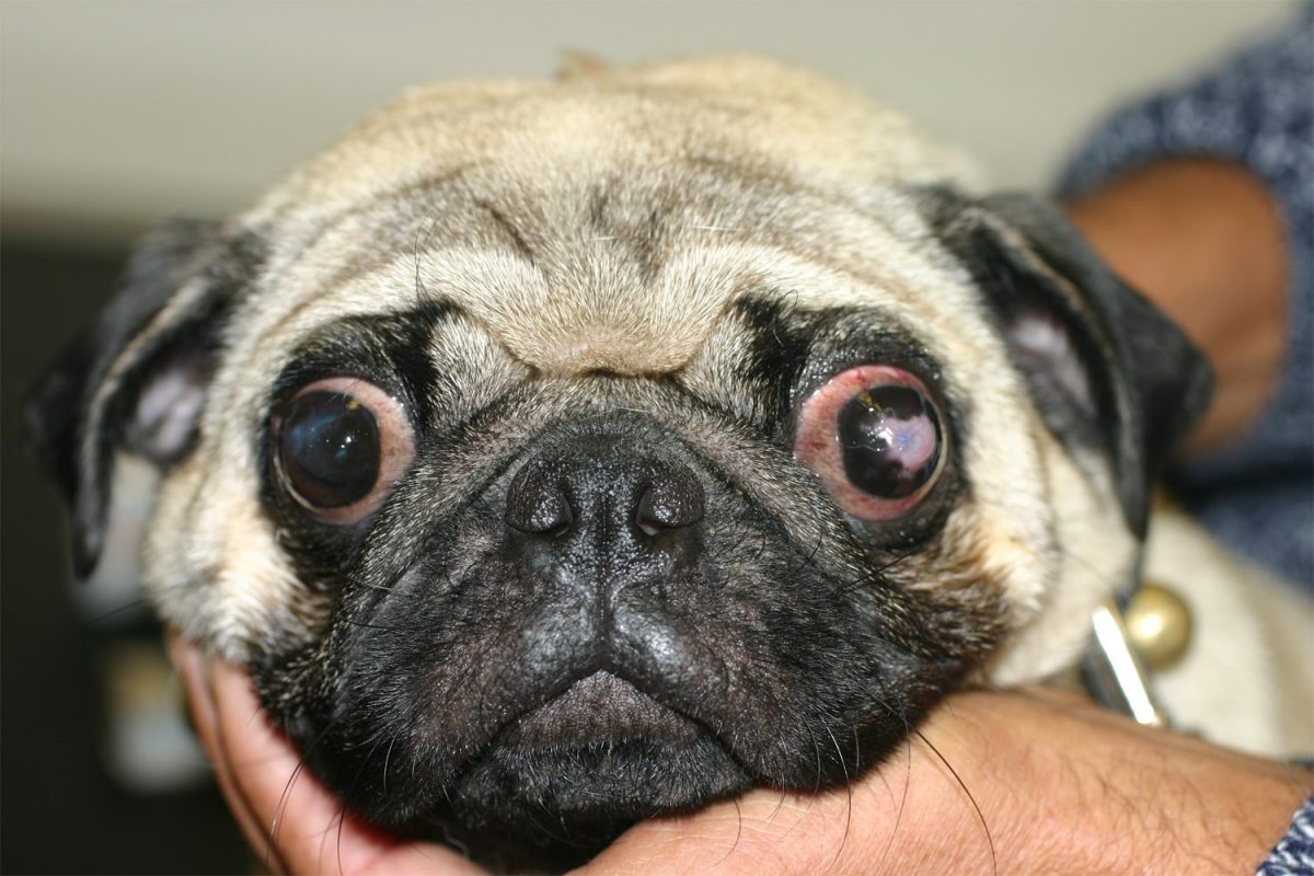 Focus Referrals The Problem With Pugs Eyes