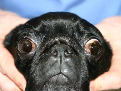 Focus Referrals | The problem with Pug’s eyes