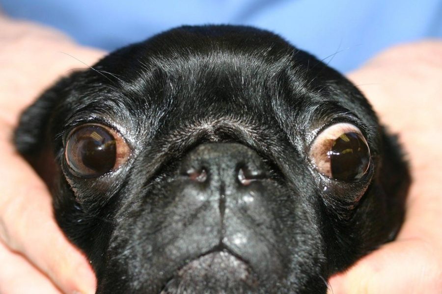 Focus Referrals | The problem with Pug’s eyes